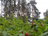 Августівка з panoramio.com