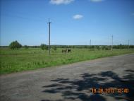 Негівці з panoramio.com