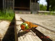 Коробівка з panoramio.com