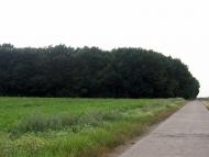 Кищенці з panoramio.com