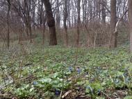 Комишуваха з panoramio.com