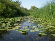 Чаплищі з panoramio.com