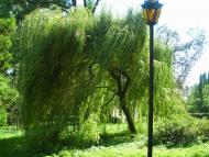 Неслухів з panoramio.com