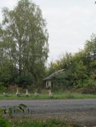 Октябрське з panoramio.com