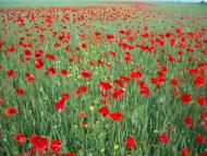 Громове з panoramio.com