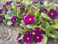 Красноград з panoramio.com