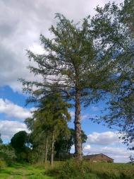 Коритниця з panoramio.com