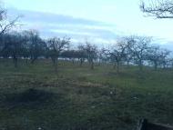 Тарасівці з panoramio.com