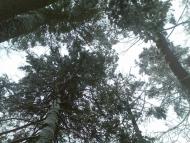 Блищанівка з panoramio.com