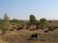 Новожитомир з panoramio.com