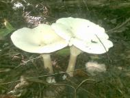 Селище з panoramio.com