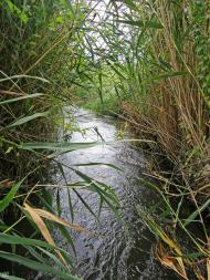 Новосолдатське з panoramio.com