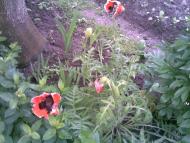 Перевозець - Останні фото