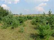 Думенки з panoramio.com