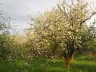 Шубранець - Останні фото