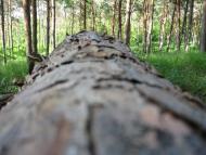 Нові Трояни з panoramio.com