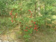 Августівка з panoramio.com