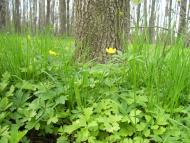 Сіряки з panoramio.com