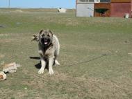 Озерне з panoramio.com