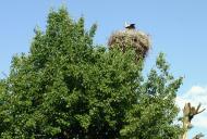 Короваї з panoramio.com