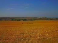 Віліне з panoramio.com