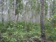 Августівка з panoramio.com