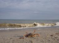 Приморське з panoramio.com