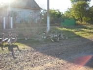 Приморське з panoramio.com