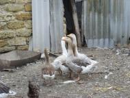 Картамиш з panoramio.com