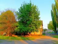 Біле з panoramio.com