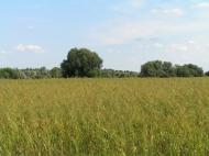 Дубинове з panoramio.com