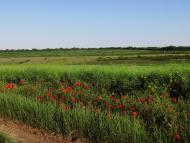 Бурячки з panoramio.com