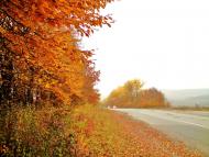 Куряни з panoramio.com