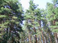 Бірки з panoramio.com