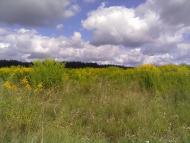 Великий Щимель - Останні фото