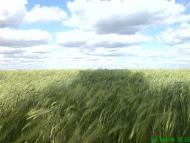 Бурячки з panoramio.com