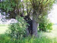 Баланди з panoramio.com