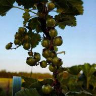 Мої Потаповичі