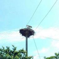 Мої Потаповичі