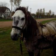 Мої Потаповичі