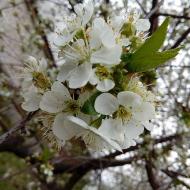 Мої Потаповичі