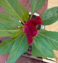 Мої Потаповичі