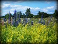 Сидоровичі - Останні фото