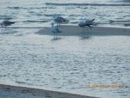 Приморське з panoramio.com