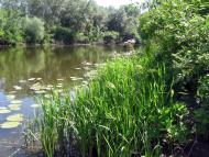 Федоренки з panoramio.com