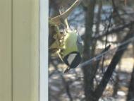 Озерне з panoramio.com