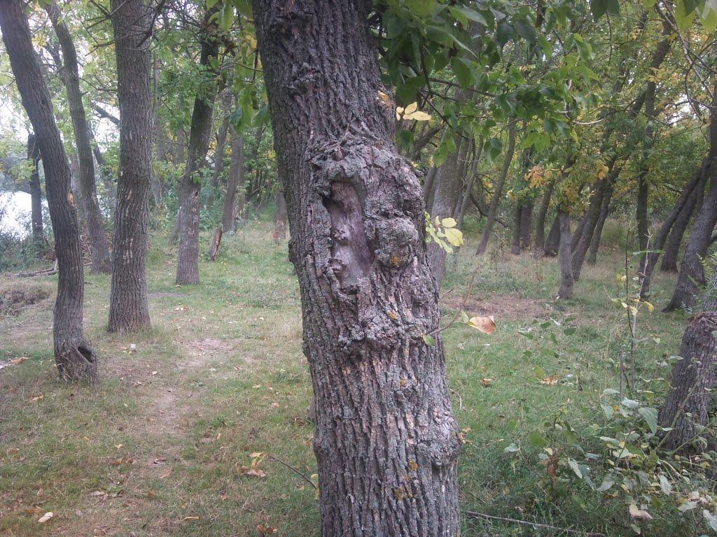 Ліски з panoramio.com - Лески