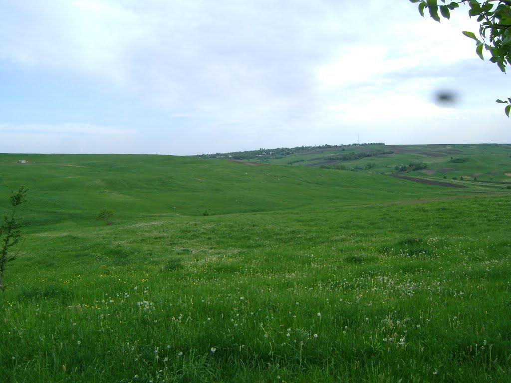 Тарасівці з panoramio.com - Тарасівці