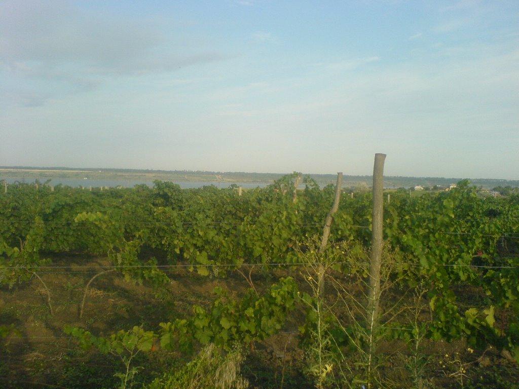 Суворове з panoramio.com - Суворово