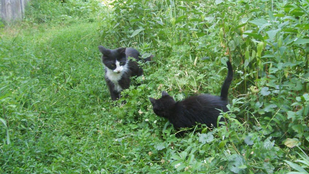 Машеве з panoramio.com - Машеве